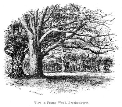 View in Frame Wood, Brockenhurst by Walter Crane